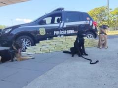Polícia Civil utiliza cães e faz apreensão de carga de maconha em ônibus em Florianópolis
