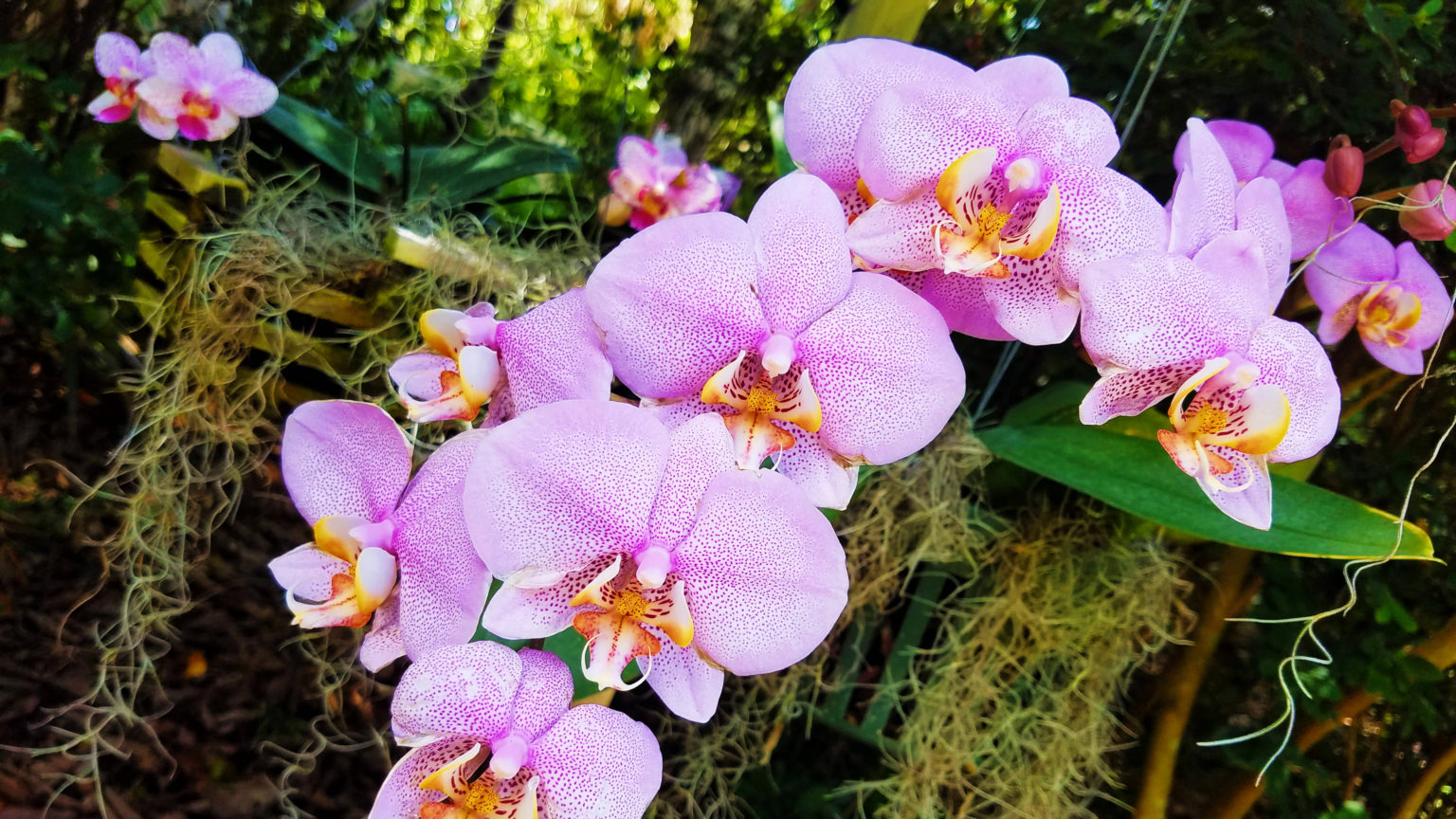 An Orchid Class from Vizcaya ...